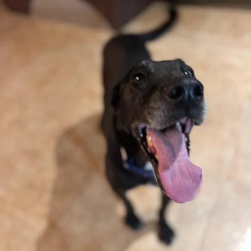 An adult medium-sized male Shepherd dog named Tiny for adoption in Phoenix, AZ