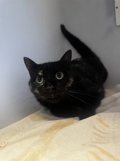 An adult small-sized male Domestic Short Hair cat named Snickerdoodle for adoption in Statesville, NC