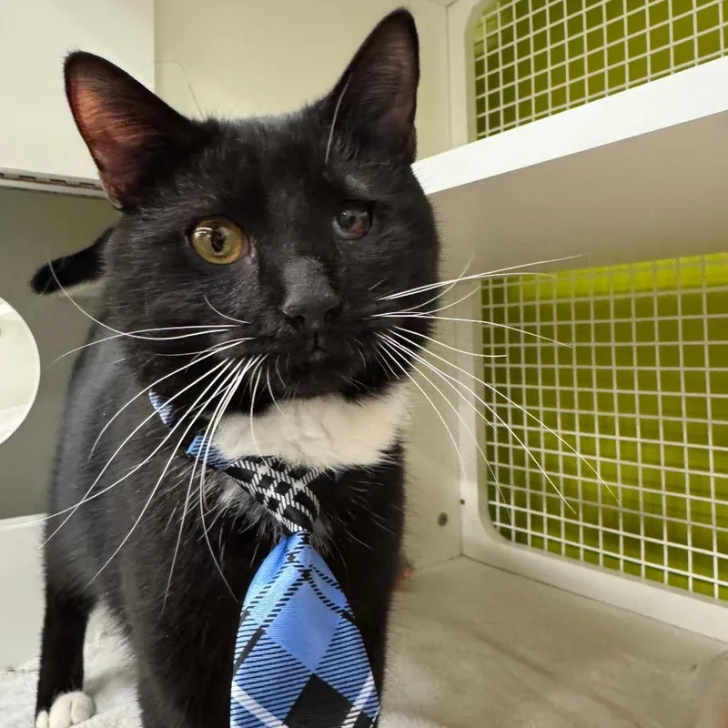 An adult medium-sized male Black Domestic Short Hair cat named Barbosa for adoption in Pasadena , MD