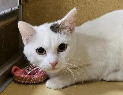 An adult medium-sized female White Domestic Short Hair cat named Mittzi for adoption in Tulsa, OK