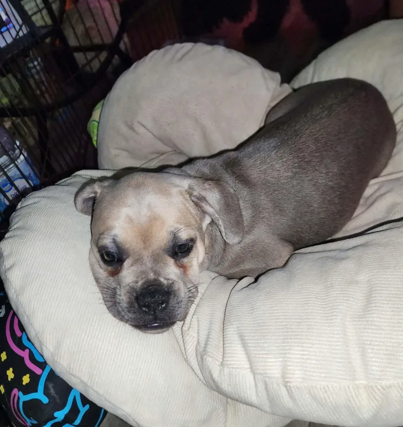 A baby small-sized female White / Cream French Bulldog dog named Neeps for adoption in Austin, TX