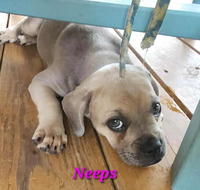 Neeps thumbnail 3