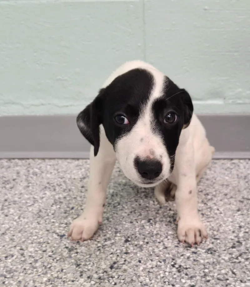 A baby small-sized female Terrier dog named Kylie for adoption in Athens, TN