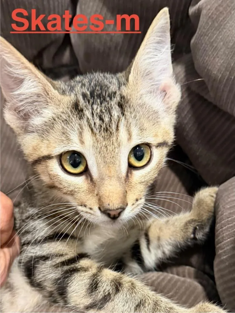 A baby small-sized male Tabby cat named Skates for adoption in Brookhaven, MS