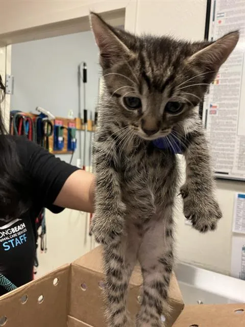 A baby small-sized male Domestic Short Hair cat named Spam for adoption in Long Beach, CA