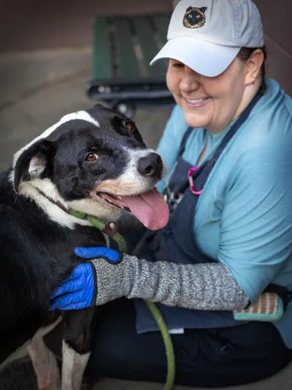 A senior large-sized male Mixed Breed dog named Ham Hock for adoption in Chamblee, GA