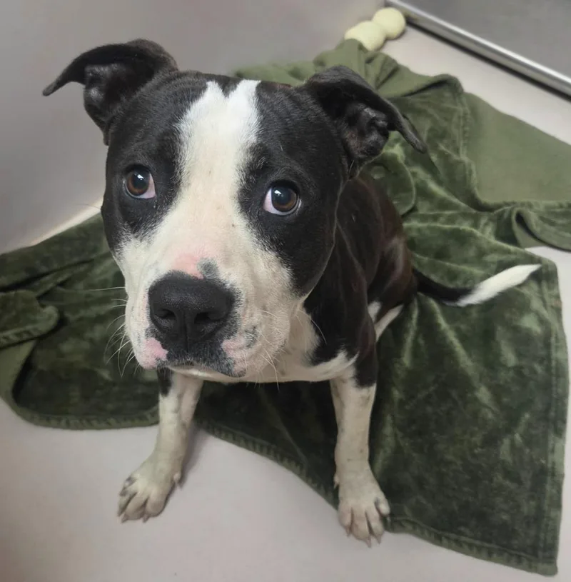A young medium-sized male Boxer dog named Rodeo for adoption in Sherwood, AR