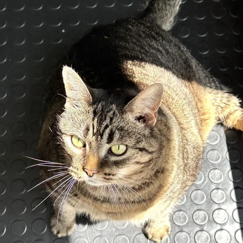 A senior extra large-sized female Domestic Short Hair cat named Bandit for adoption in Concord, NH
