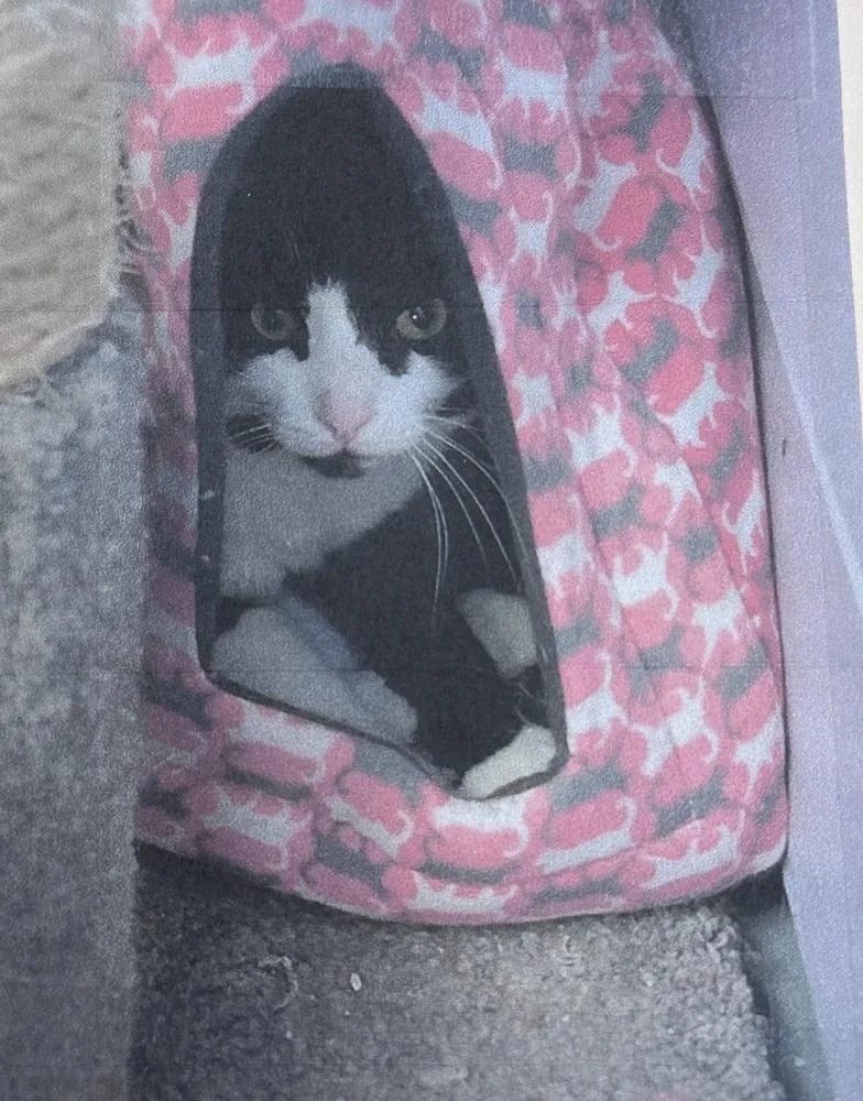 An adult small-sized female Black & White / Tuxedo Domestic Short Hair cat named Harlow Freeport for adoption in Westbury, NY