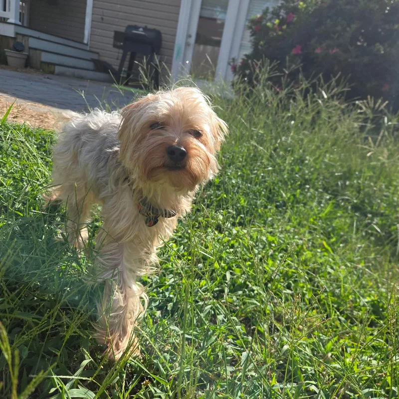 An adult small-sized male Yorkshire Terrier dog named Peanut for adoption in Norfolk, VA