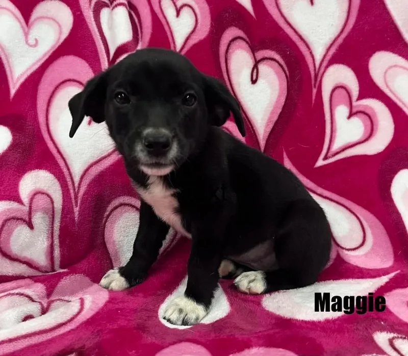 A baby medium-sized female Mixed Breed dog named Maggie for adoption in Murray, KY