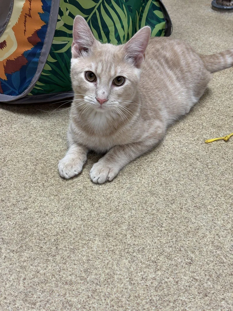 A baby medium-sized male Orange / Red Domestic Short Hair cat named Peaches  bonded pair for adoption in Brick, NJ