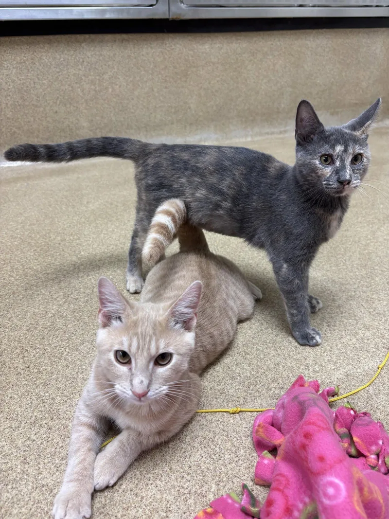 Peaches  bonded pair thumbnail 2