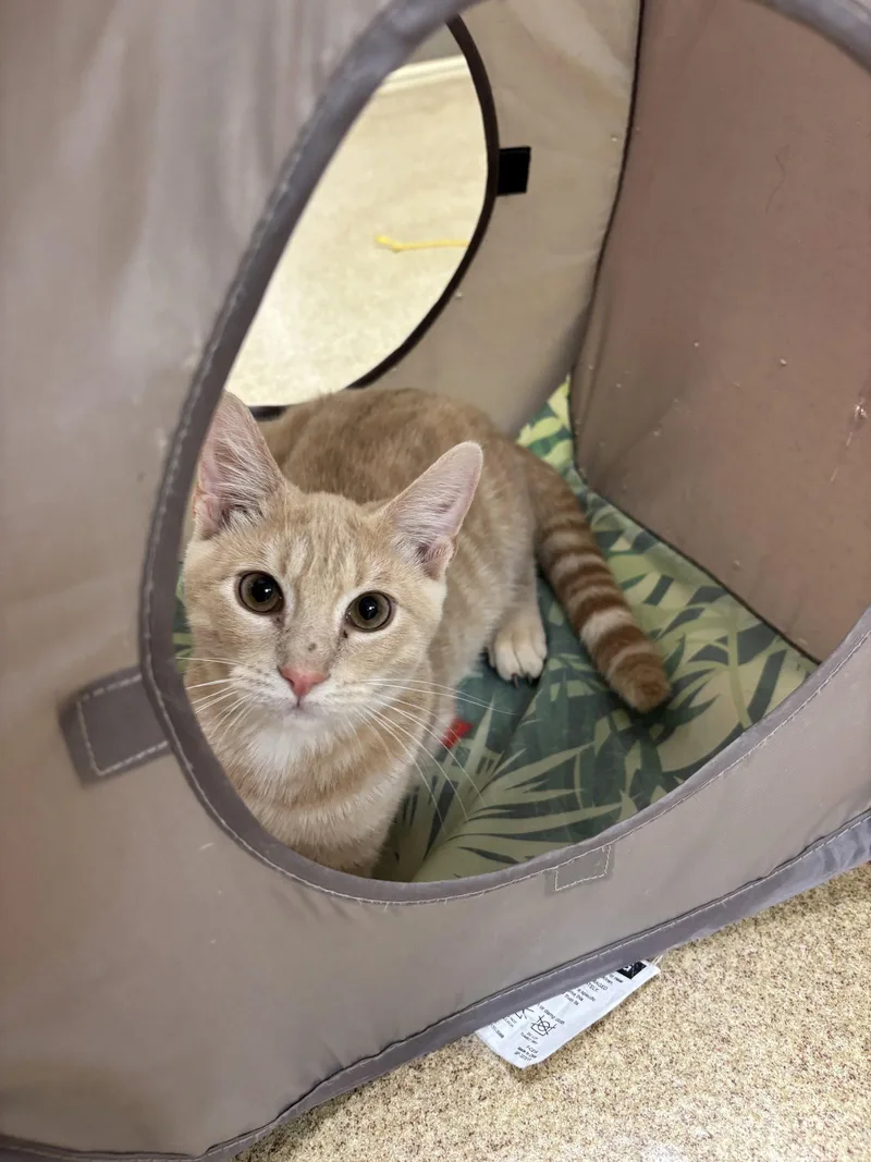 Peaches  bonded pair thumbnail 3