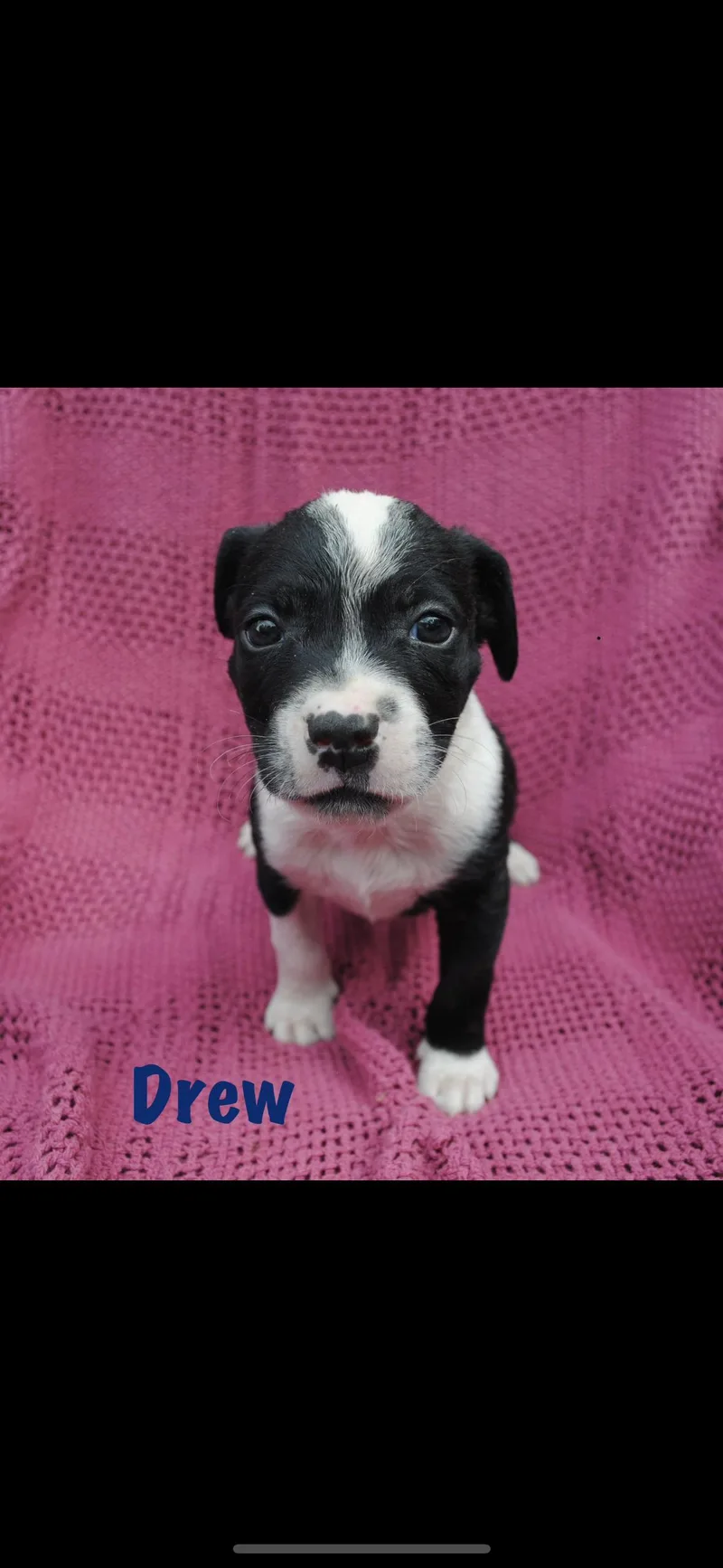 A baby medium-sized male White / Cream American Staffordshire Terrier dog named Drew for adoption in seaside heights, NJ
