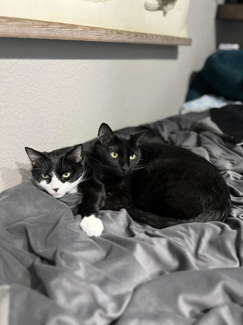 Shenal & Max thumbnail 3