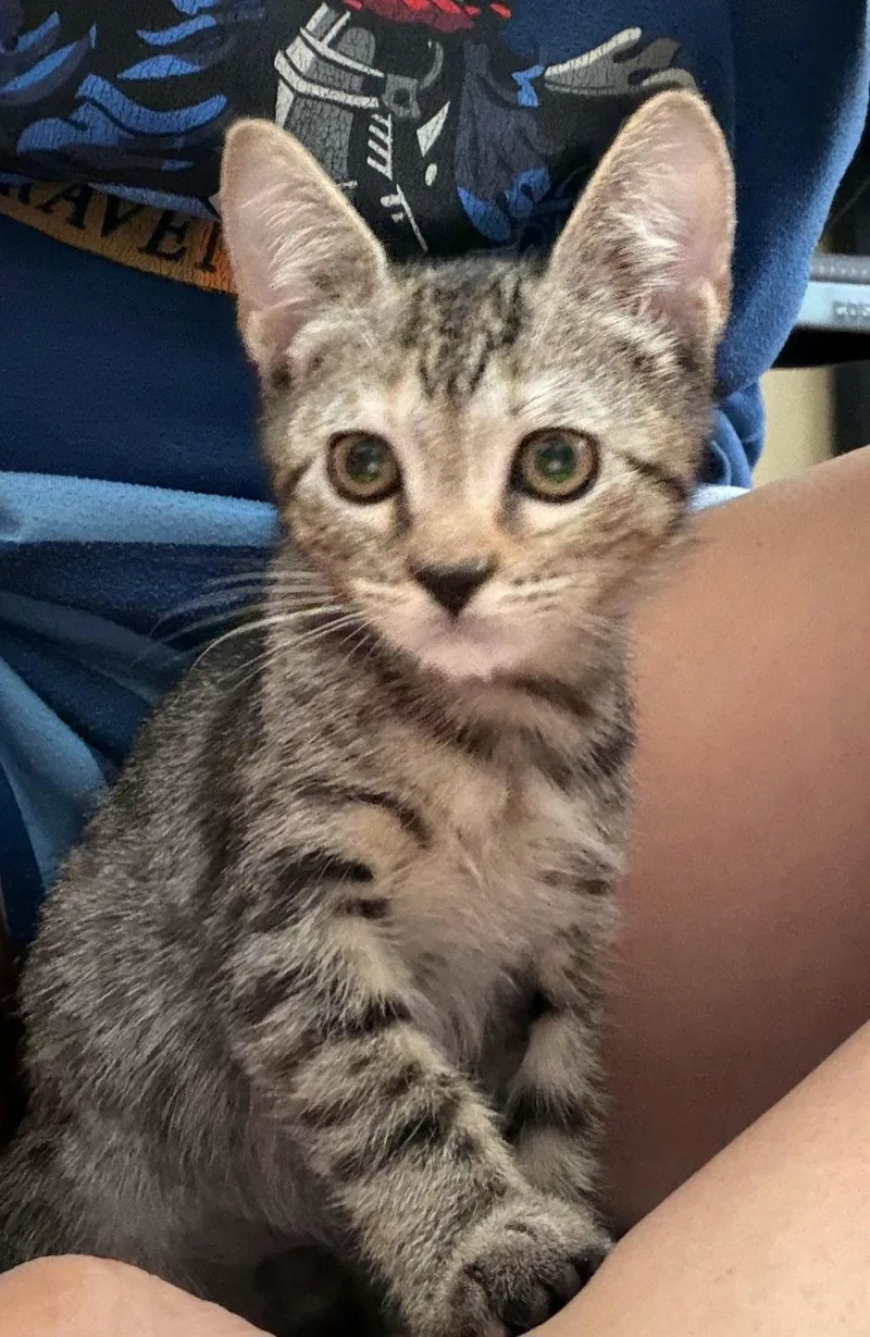 A baby small-sized female Tabby cat named Eleanor for adoption in Sanford, FL