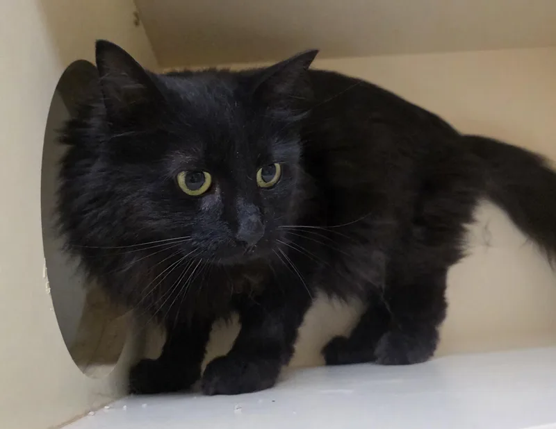 An adult medium-sized male Domestic Long Hair cat named 26-124 for adoption in Ridgecrest, CA