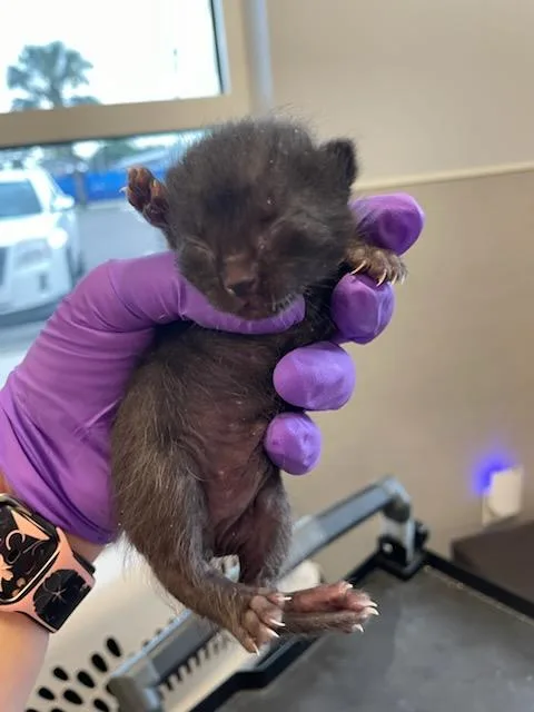 A baby small-sized male Domestic Short Hair cat named Inky for adoption in Palmetto, FL