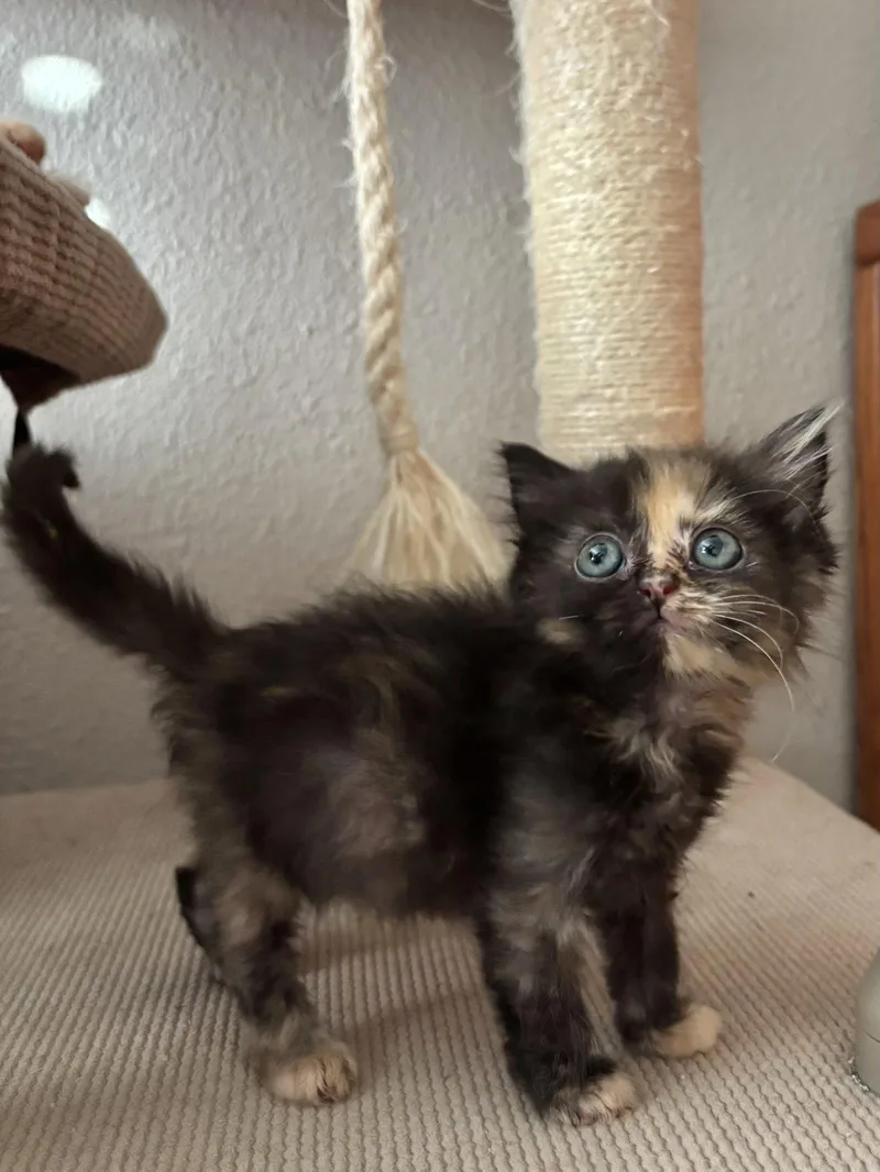 A baby medium-sized female Tortoiseshell cat named Black Star for adoption in Laguna Niguel, CA