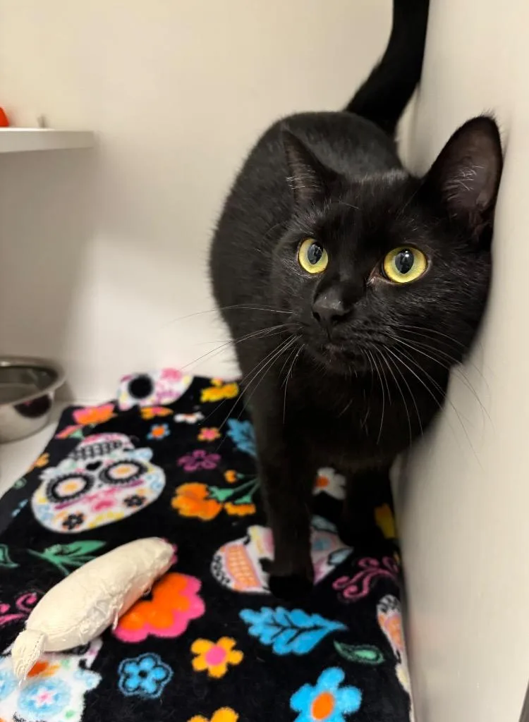 An adult medium-sized female Black Domestic Short Hair cat named Jessie for adoption in Frankfort, KY