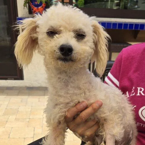 An adult small-sized female White / Cream Miniature Poodle dog named Tina for adoption in San Juan Capistrano, CA