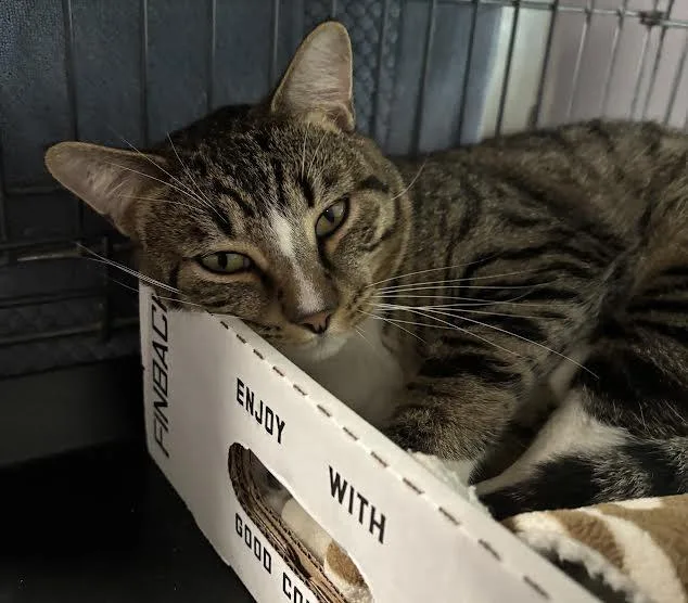 A young medium-sized male Tabby (Buff / Tan / Fawn) Domestic Short Hair cat named Monkey for adoption in Marblehead, MA