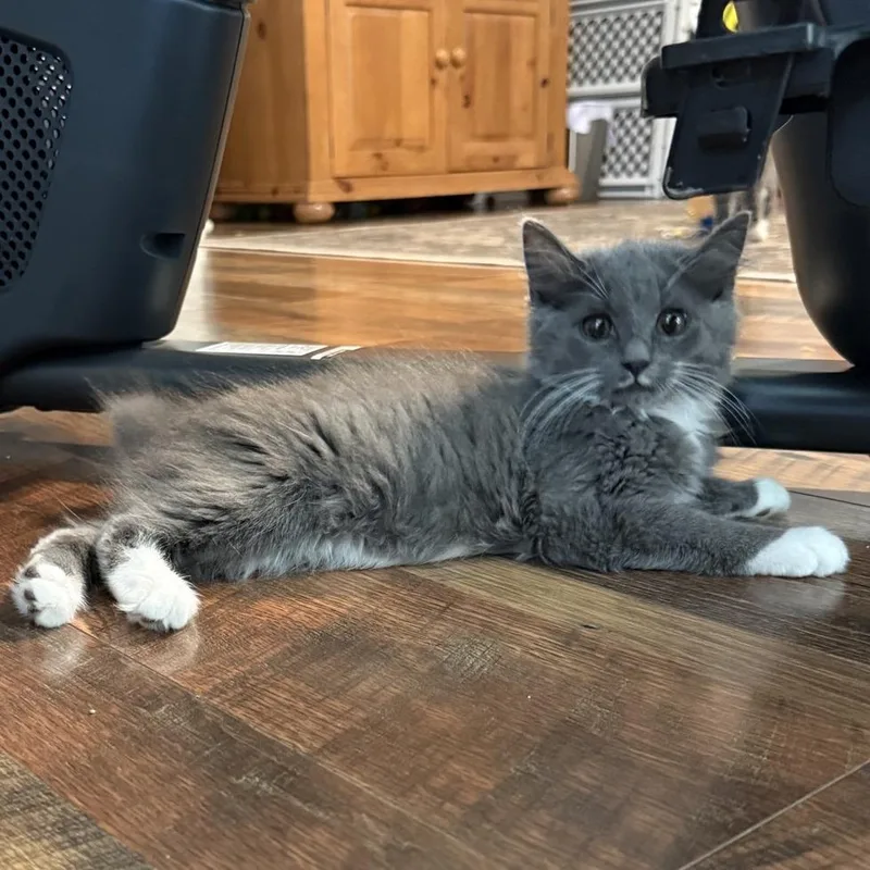 A baby small-sized male Gray / Blue / Silver Domestic Medium Hair cat named Nicholas for adoption in Peachtree City, GA