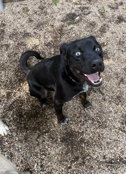 A young medium-sized male Border Collie dog named Tony for adoption in New Orleans, LA
