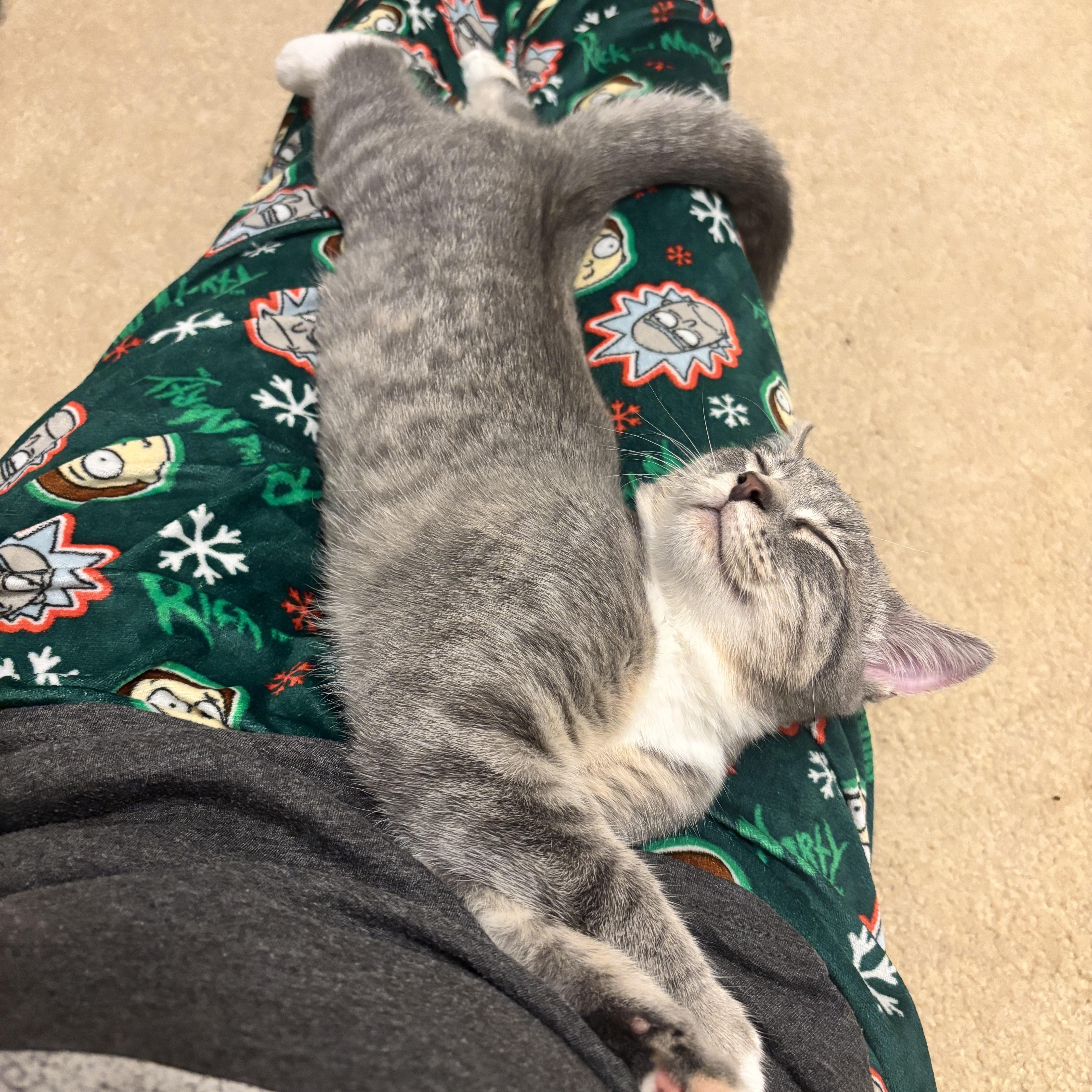 A baby small-sized female Tabby (Gray / Blue / Silver) Domestic Short Hair cat named Tutti for adoption in Richmond, VA