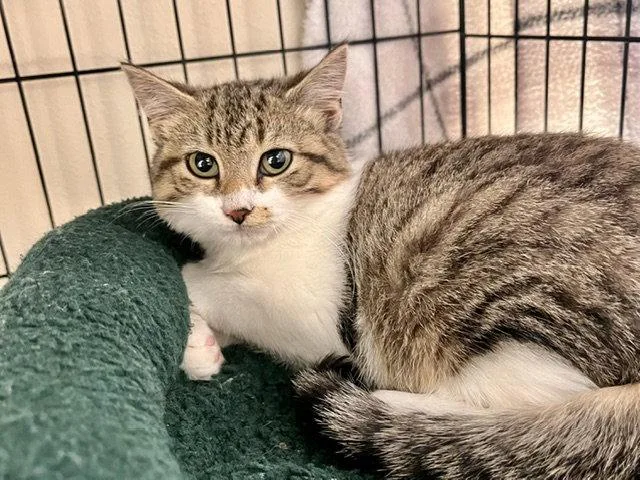 A baby medium-sized male Domestic Short Hair cat named Butterball for adoption in Webster, WI