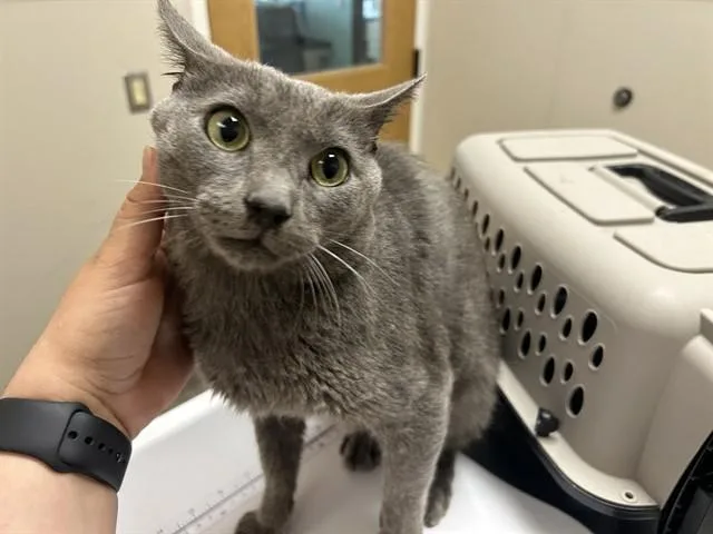 An adult medium-sized male Domestic Short Hair cat named Antonio for adoption in Garland, TX