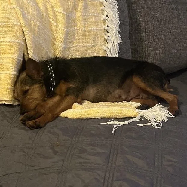 An adult small-sized female Black Mixed Breed dog named Marigold for adoption in Silver Spring, MD