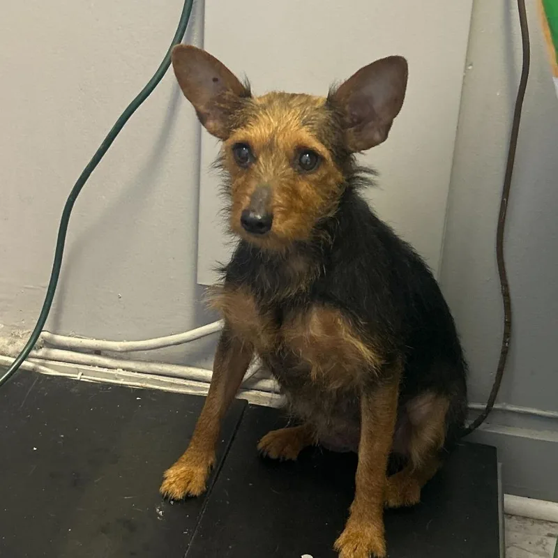 Marigold thumbnail 2