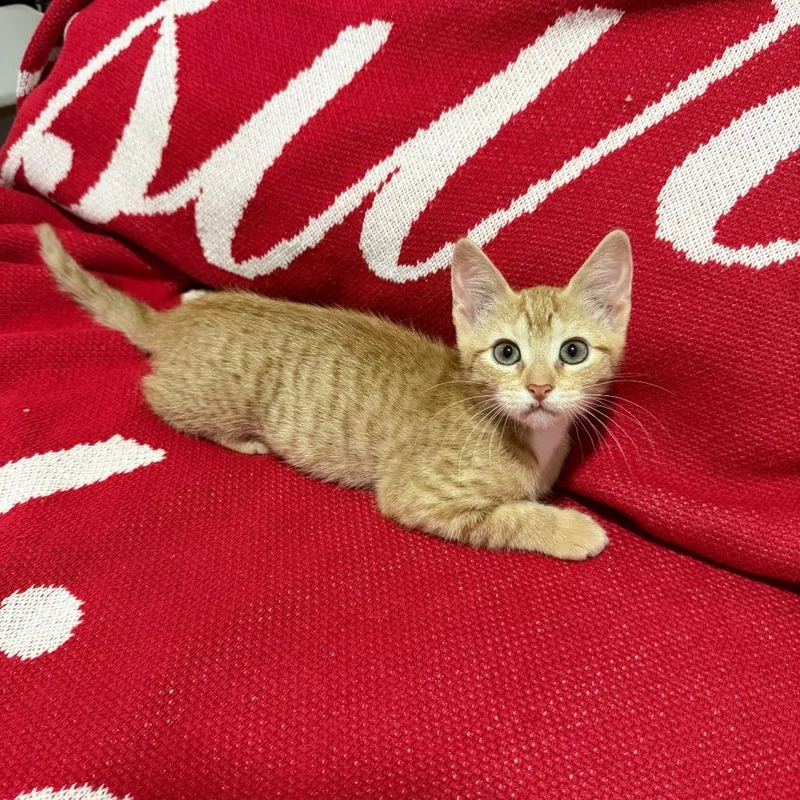 A baby small-sized female Orange / Red Domestic Short Hair cat named Maggie for adoption in Houston, TX