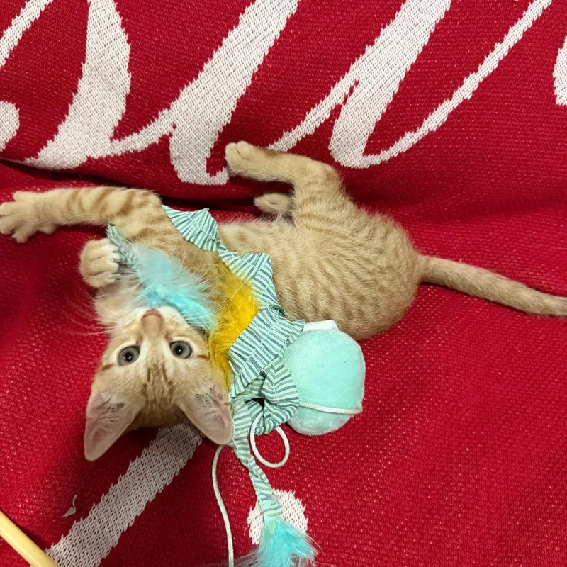 Maggie thumbnail 4