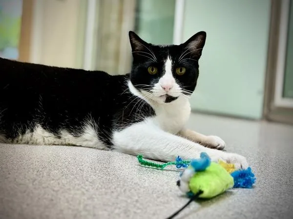 An adult medium-sized male Domestic Short Hair cat named Lazareth for adoption in Portland, OR
