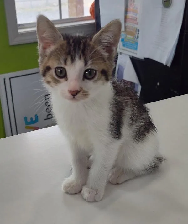 A baby small-sized female Domestic Short Hair cat named Ivy for adoption in Cleveland, TN
