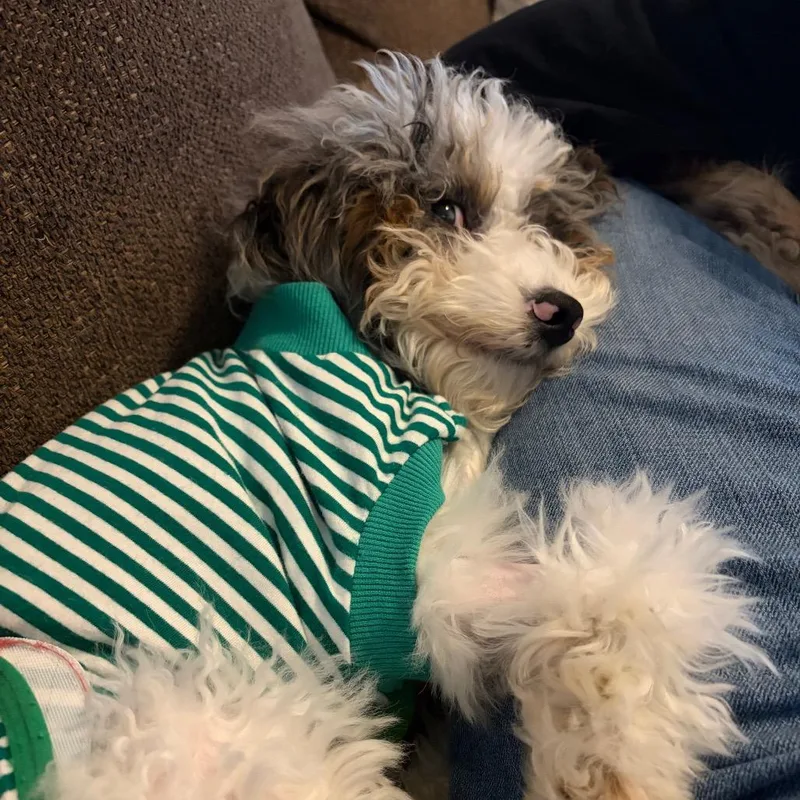 A baby small-sized female Gray / Blue / Silver Bernese Mountain Dog dog named Nilla for adoption in Sinking Spring, PA