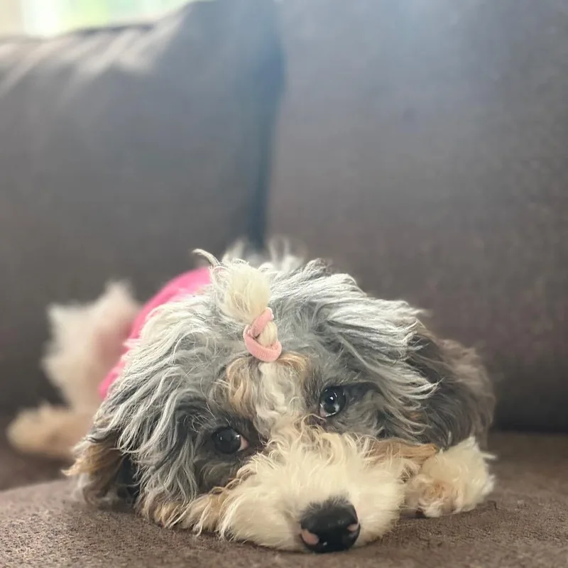 Nilla thumbnail 5