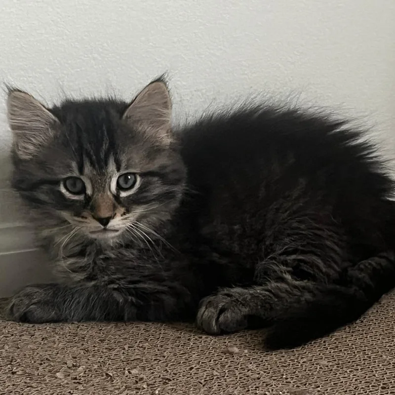 A baby small-sized female Brown / Chocolate Domestic Short Hair cat named Ruby for adoption in Wind Gap, PA