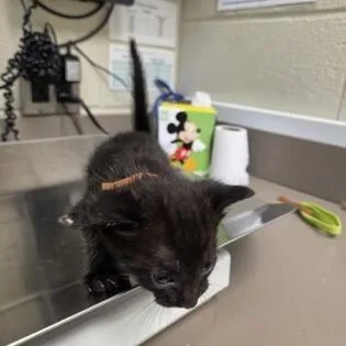 A baby small-sized male Black Domestic Short Hair cat named Charles for adoption in Novelty, OH