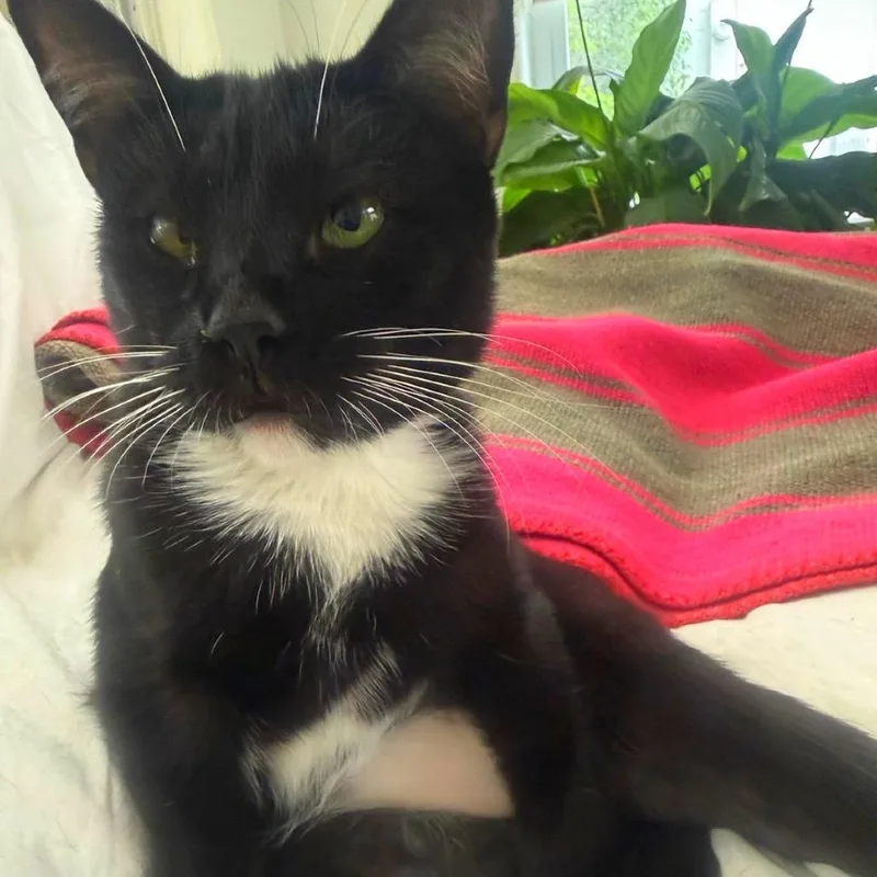 A young medium-sized female Black Domestic Short Hair cat named Kristi for adoption in Lauderhill, FL