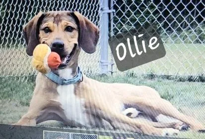 An adult medium-sized male Hound dog named Ollie for adoption in Prince Frederick, MD