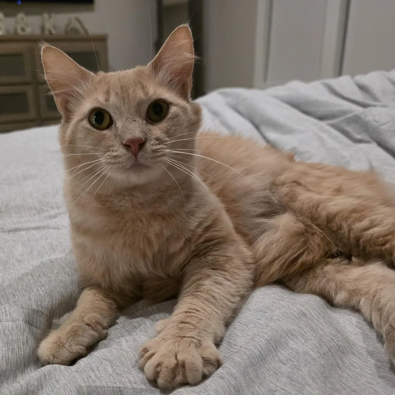 A young medium-sized male Buff / Tan / Fawn Domestic Short Hair cat named Wheatley for adoption in Sauk City, WI