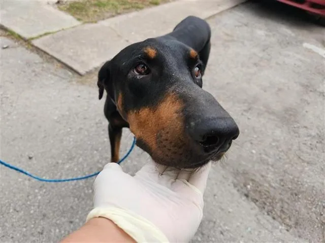 A young large-sized male Doberman Pinscher dog named A for adoption in Houston, TX