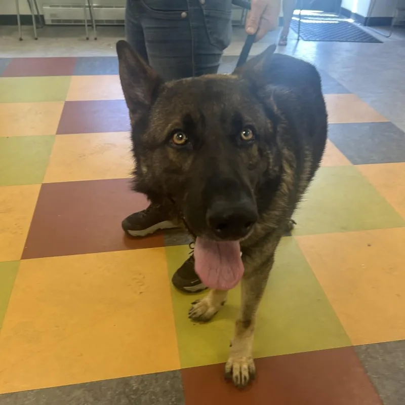 An adult large-sized male Brown / Chocolate German Shepherd Dog dog named Jasper Bear for adoption in Philadelphia, PA