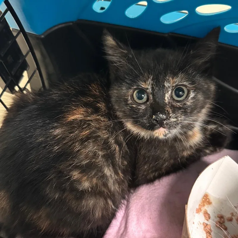 A baby small-sized female Tortoiseshell Domestic Short Hair cat named Yuko for adoption in Lynchburg, VA