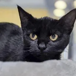 A young medium-sized female Black Domestic Short Hair cat named Pluto for adoption in Webster, TX