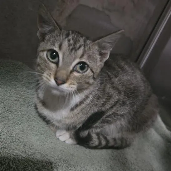 A baby small-sized female Brown / Chocolate Domestic Short Hair cat named C.c. for adoption in Sioux Falls, SD